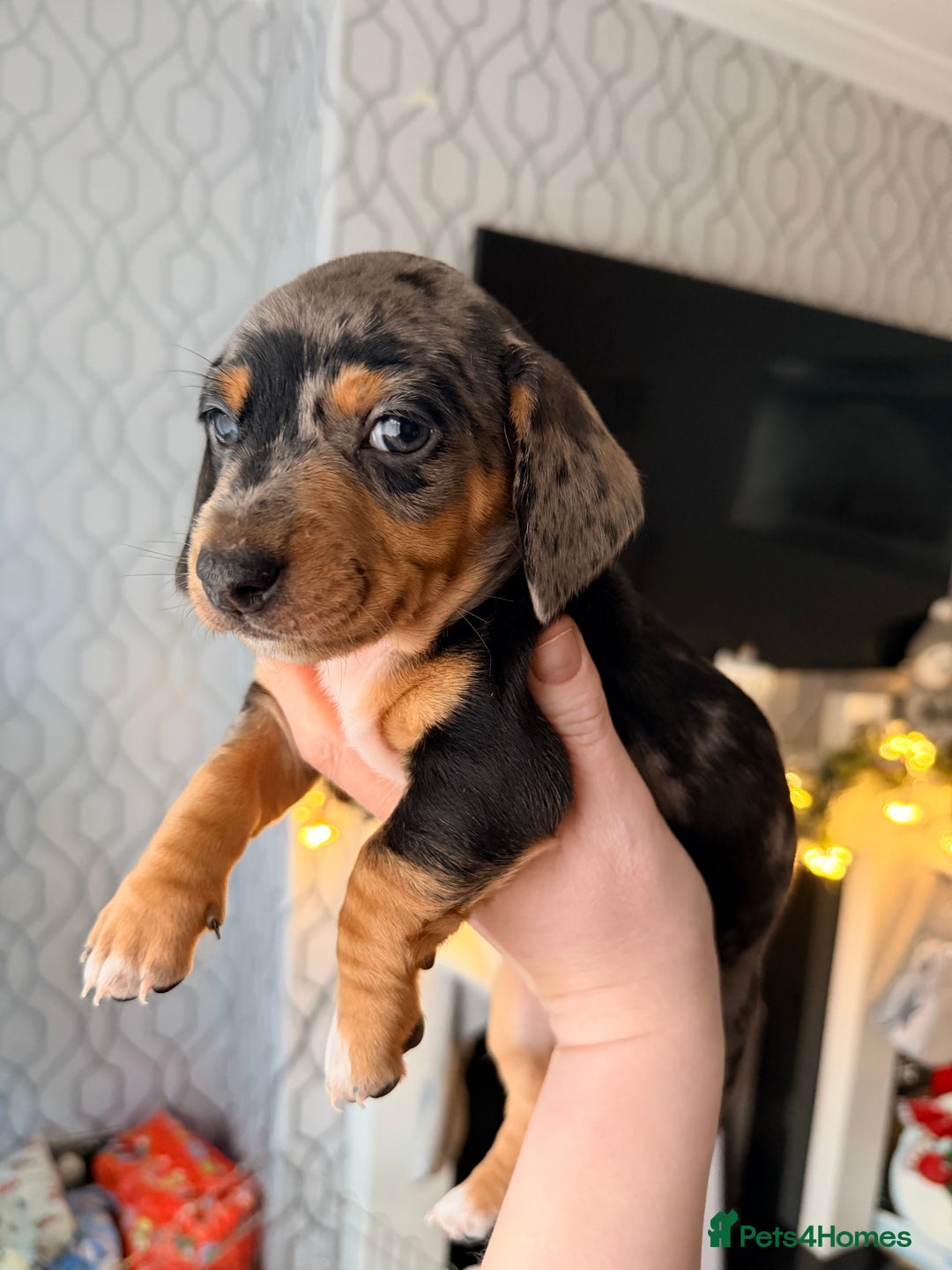 Dachshund dogs for sale: Family dogs first puppies - stunning Dachshunds  - Advert 24