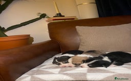 Welsh Corgi Pembroke dogs for sale: KC REG PEMBROKESHIRE CORGIS - Image 14