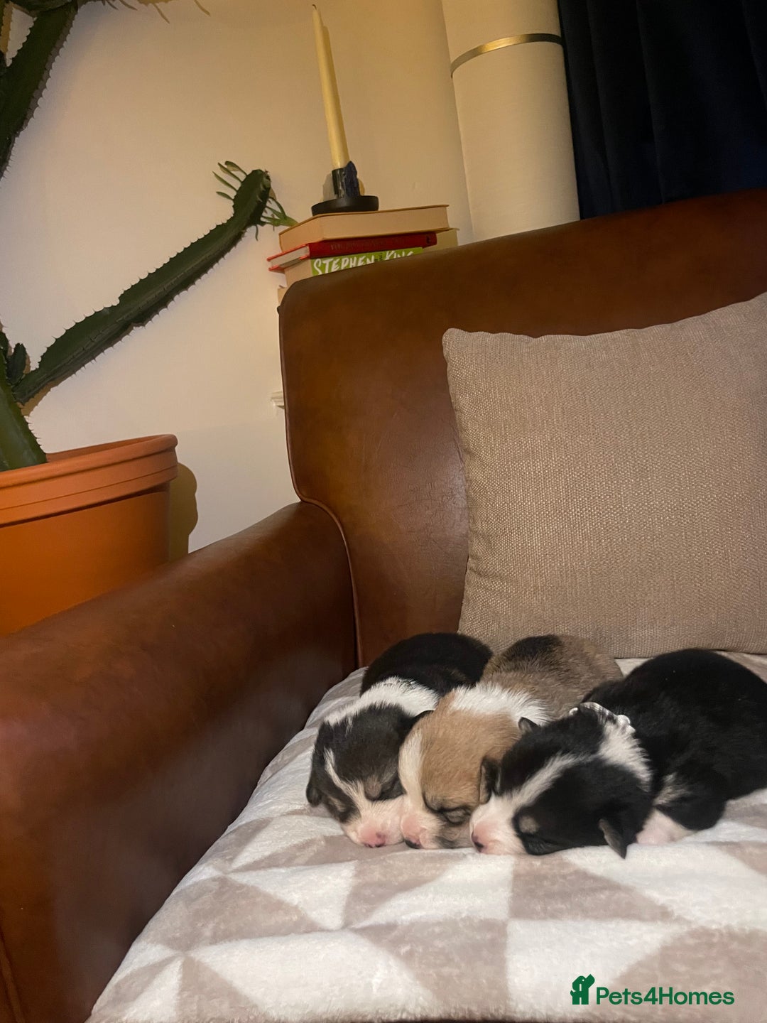 Welsh Corgi Pembroke dogs for sale: KC REG PEMBROKESHIRE CORGIS - Image 14