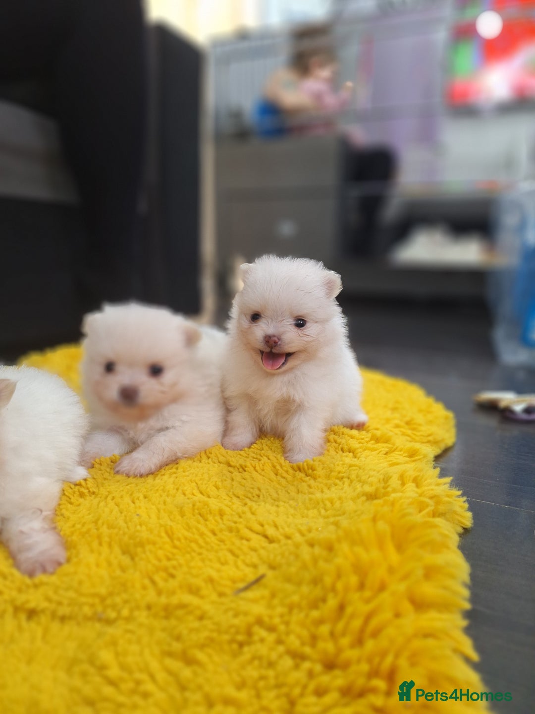 Pomeranian dogs for sale: Exellent quality mini ** pomeranian puppies  - Image 8