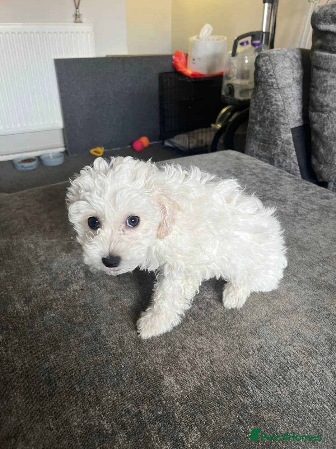 Mixed Breed dogs for sale: Puppies - Advert 1