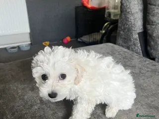 Mixed Breed dogs Puppies - Advert 1