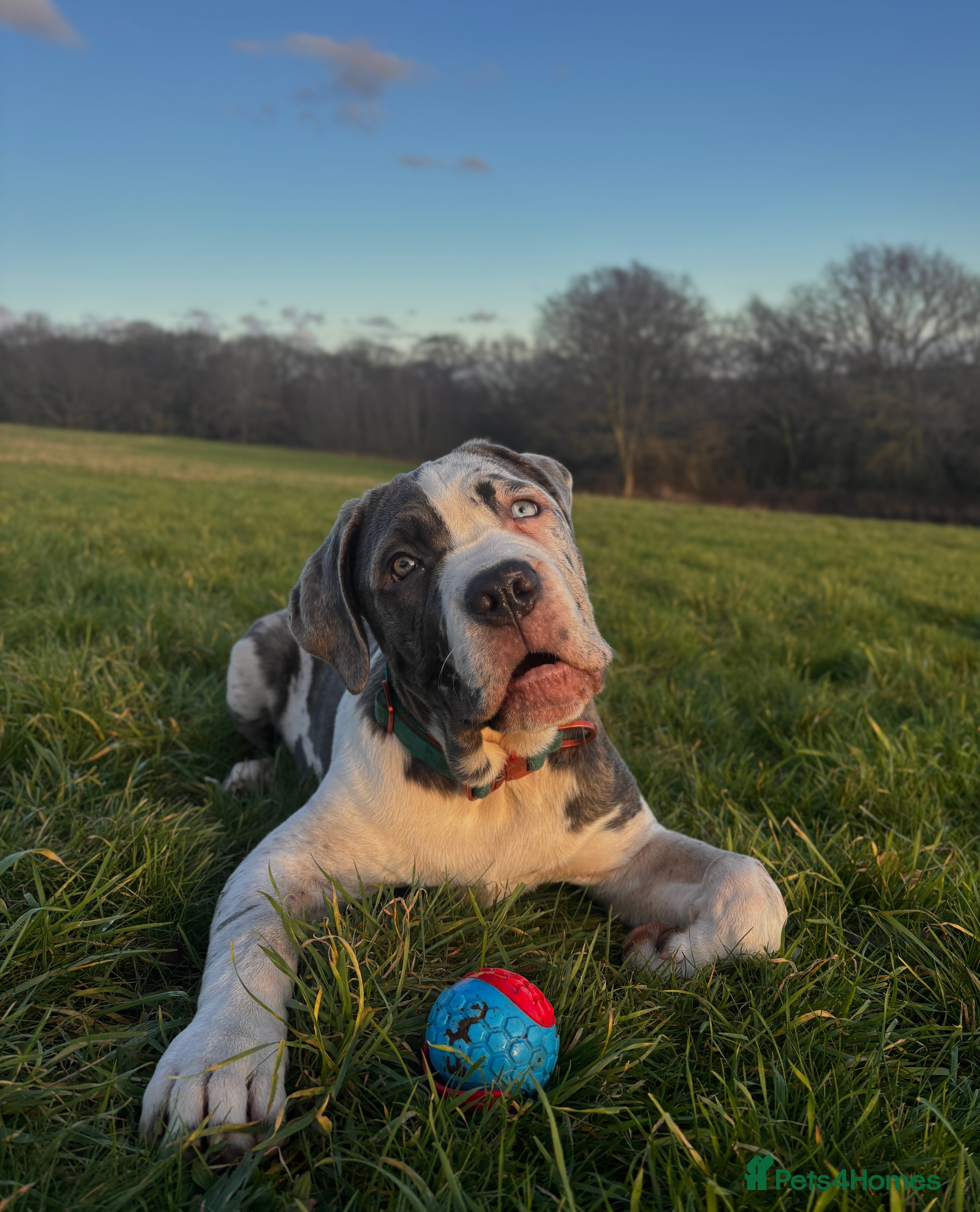Cane Corso dogs Merle cane corso - Advert 1