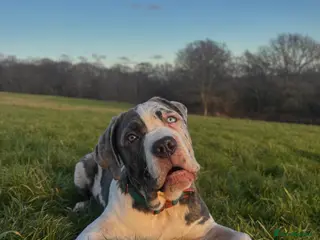 Cane Corso dogs Merle cane corso - Advert 1