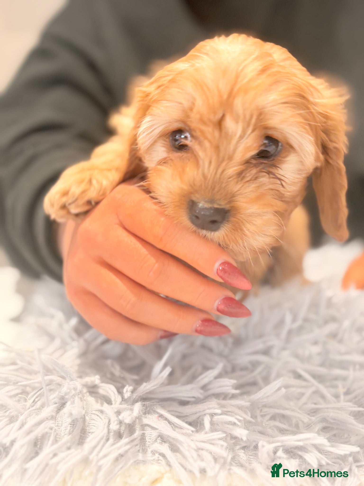 Cavapoo dogs 🩷LAST GIRL🩷Amazing🩷rare🩷Cavapoo🩷Merle’s pups  - Advert 6