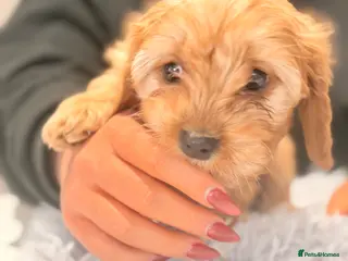 Cavapoo dogs 🩷LAST GIRL🩷Amazing🩷rare🩷Cavapoo🩷Merle’s pups - Advert 6