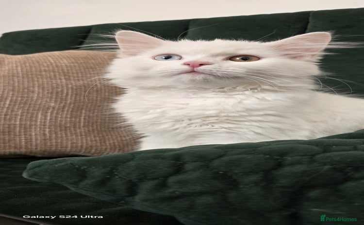 Persian cats - Advert 2