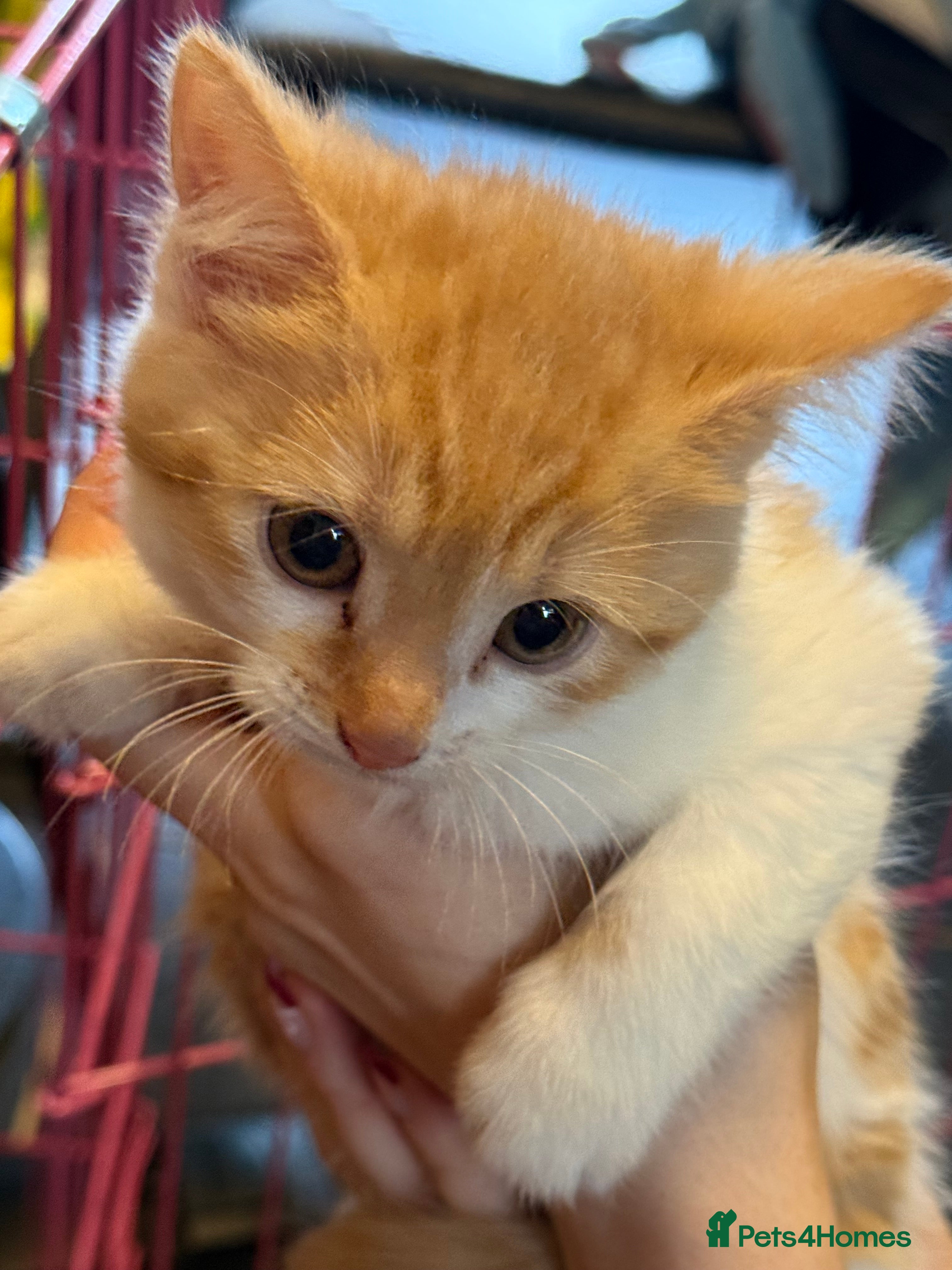 Mixed Breed cats 2 STUNNING KITTENS READY NOW - Advert 1