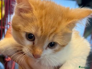 Mixed Breed cats 2 STUNNING KITTENS READY NOW - Advert 5