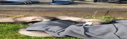 Ferret rodents for sale: Ferret kits 5 silver and white jills - Advert 5