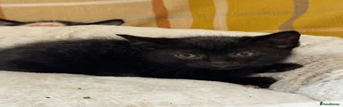British Shorthair 3