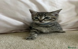Ragdoll cats for sale: Ragdoll X Kittens - Image 13