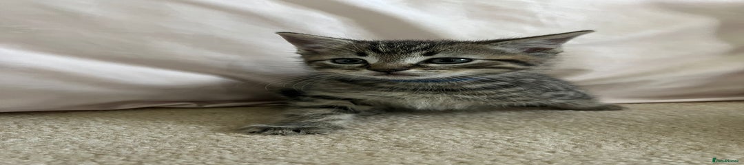 Ragdoll Kitten 4 - Blue Boy