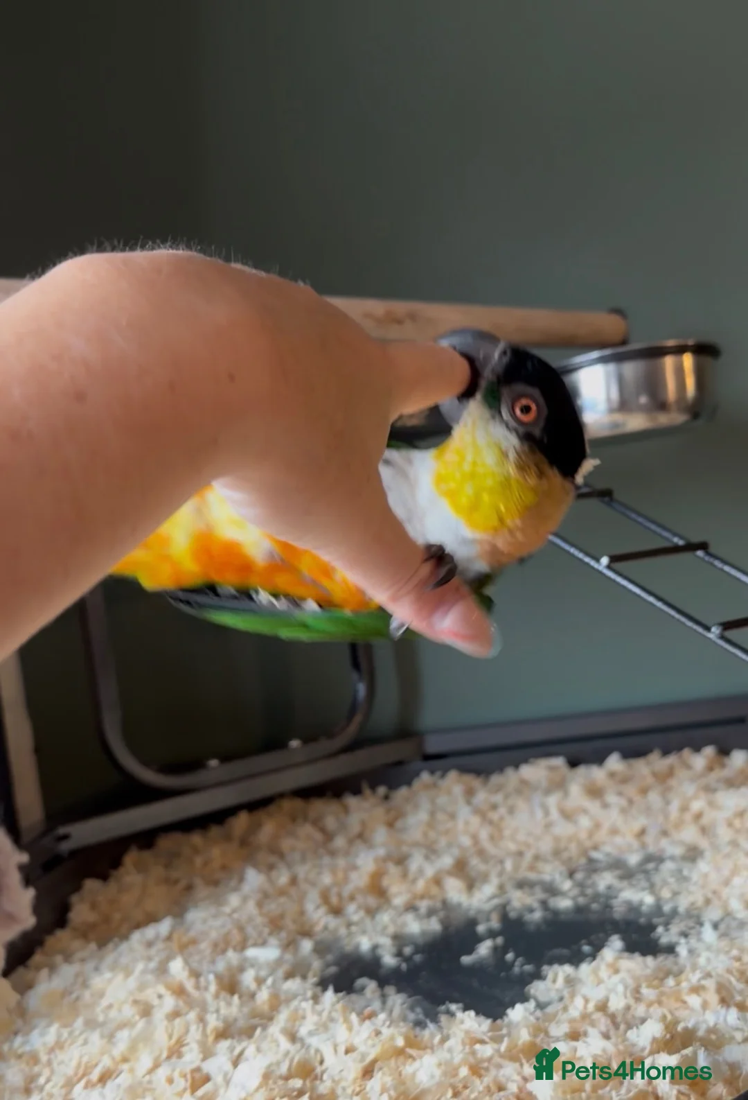 Parrots birds for sale: Caique parrot  in Glossop - Advert 2