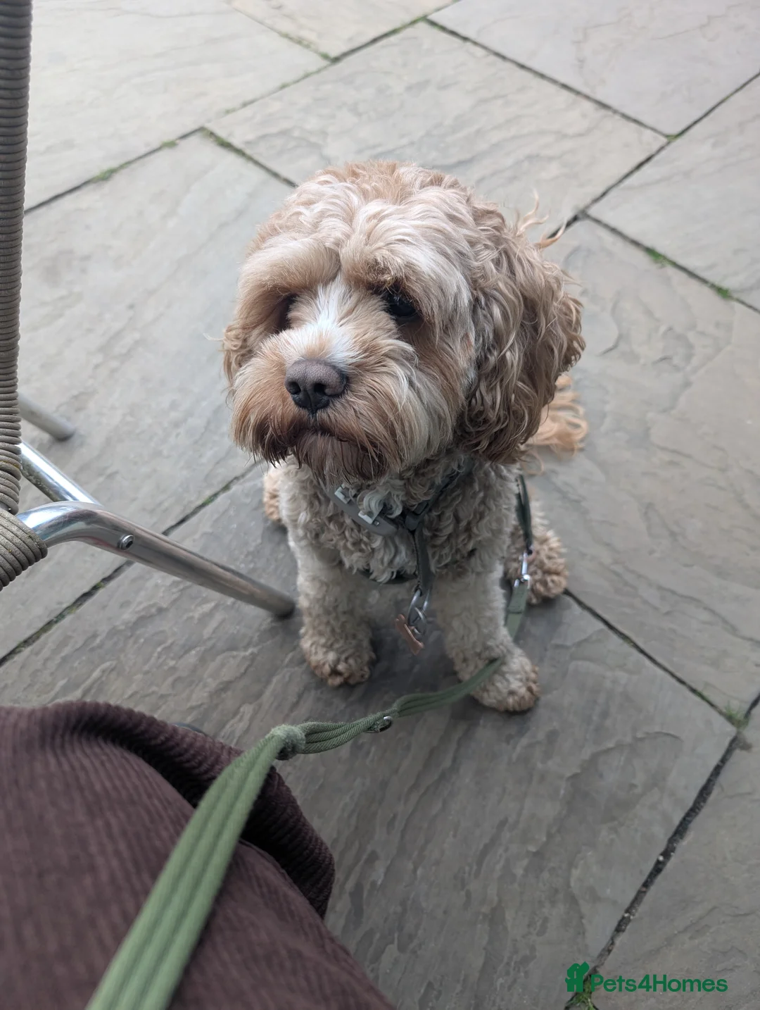 Cavapoo dogs for stud: Handsome Cavapoo for Stud - Advert 2