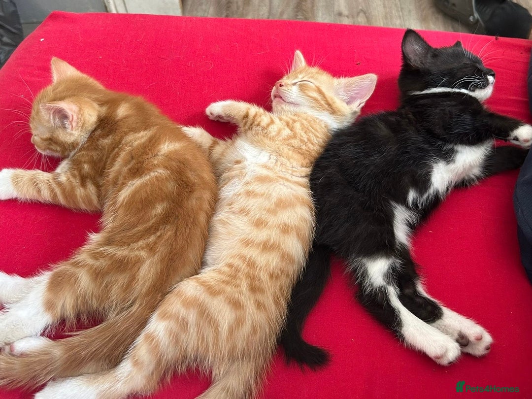 British Shorthair cats for sale: Kittens  - Image 1