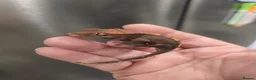 Gecko reptiles for sale: Flame partial pin Crested Gecko - Advert 1