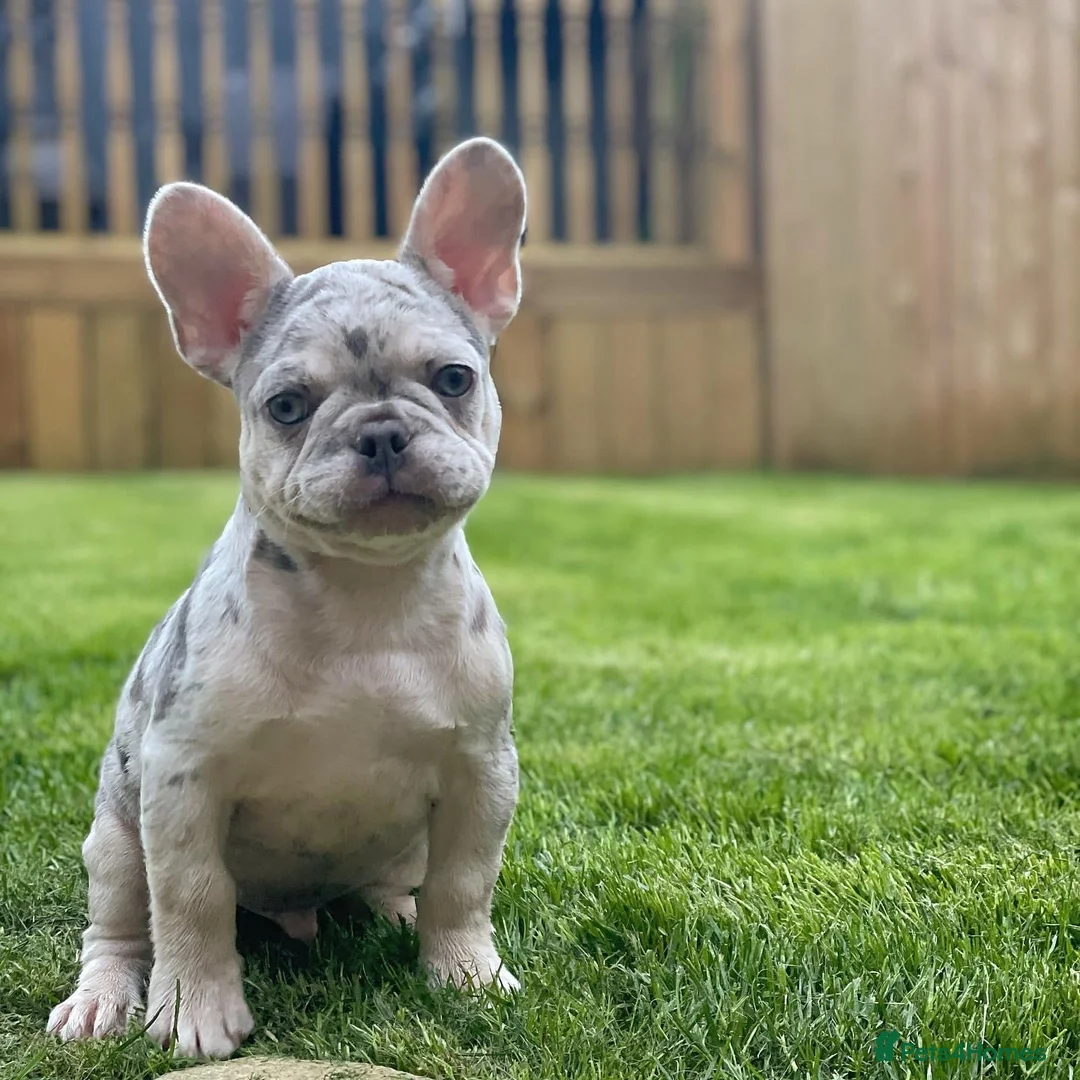 French Bulldog dogs for stud: LILAC AND TAN MERLE FRENCH BULLDOG STUD in Sunderland - Advert 12