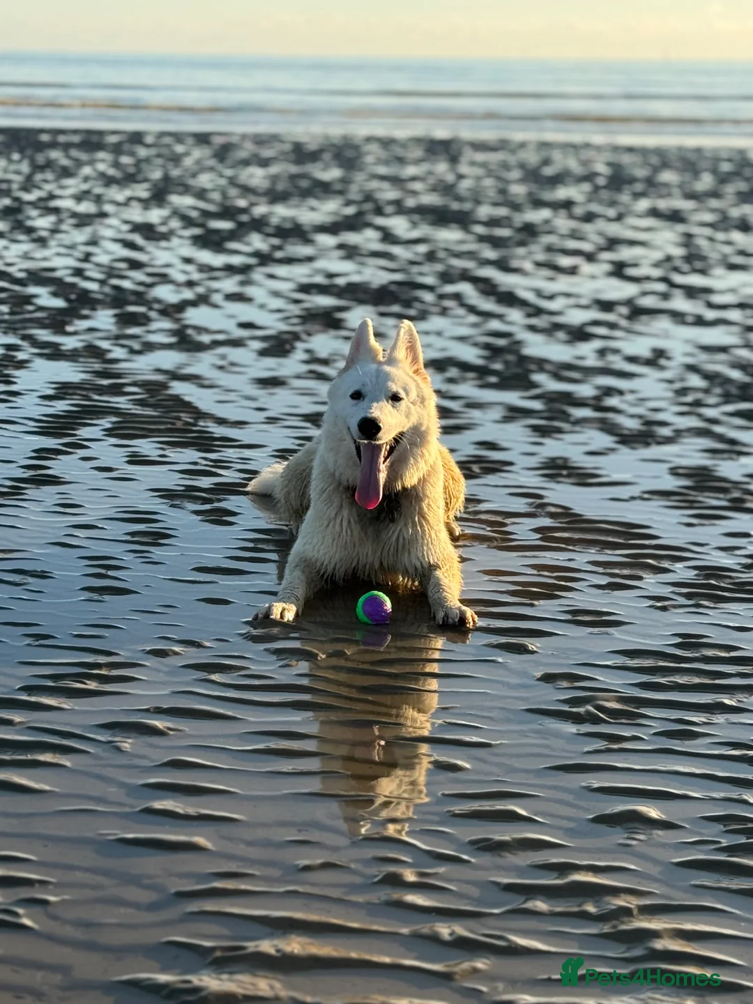 White Swiss Shepherd dogs for sale: Stunning white Swiss Sheperd pups  - Advert 18