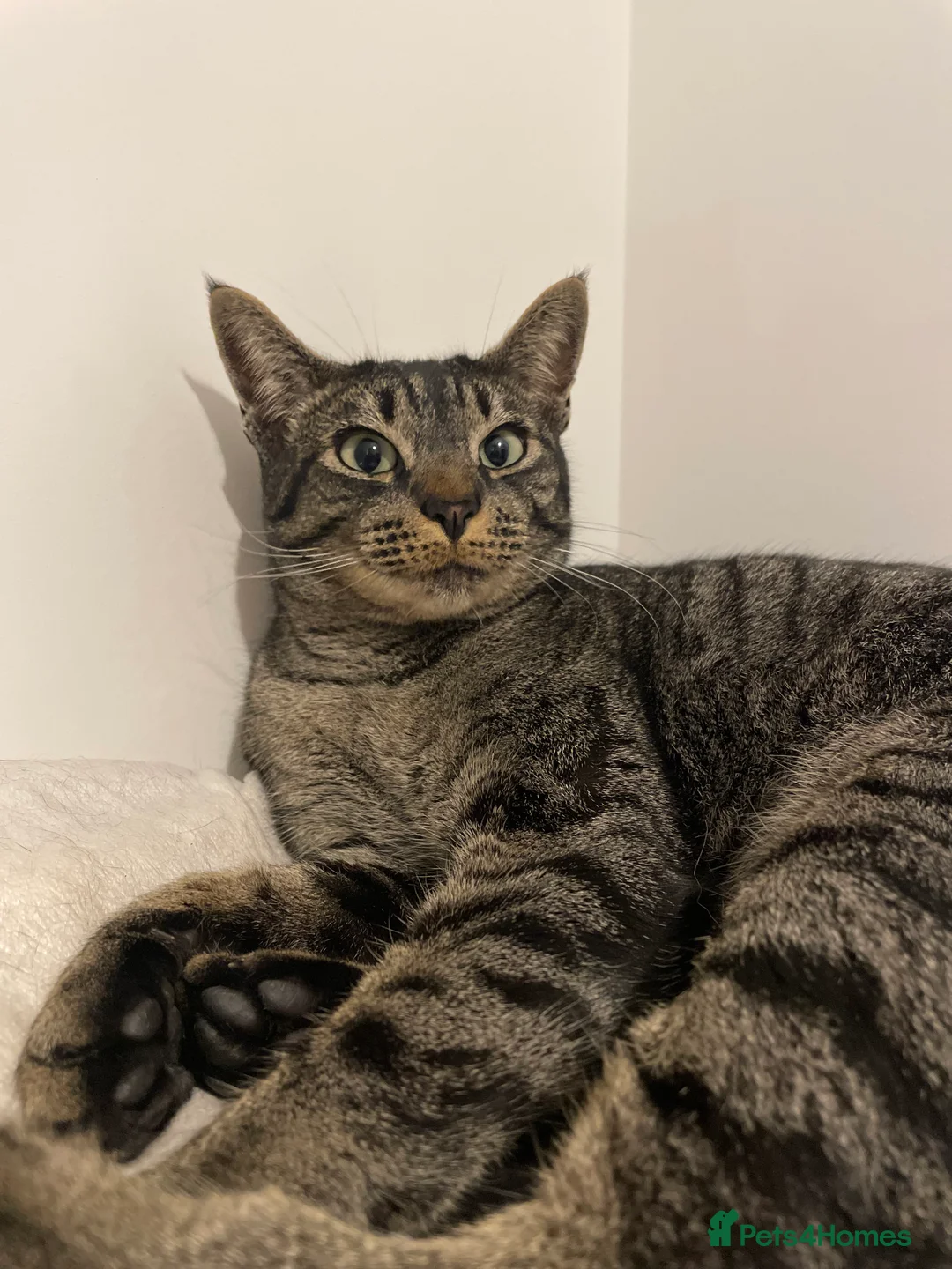 Mixed Breed cats for sale: Half Siamese tabby cat  in Exeter - Advert 2