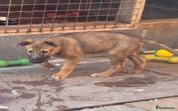 Lurcher dogs for sale: Norfolk tumbler lurcher - Image 1