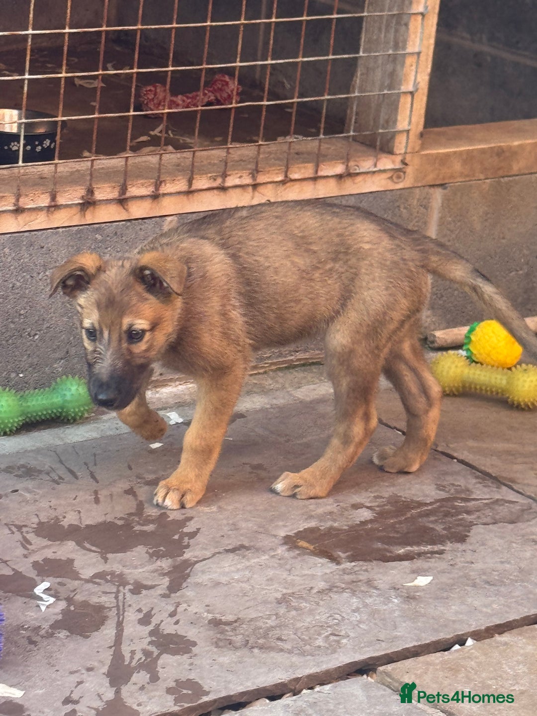 Lurcher dogs for sale: Norfolk tumbler lurcher - Image 1