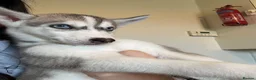 Siberian Husky dogs for sale: 2 husky’s pups for sale  - Advert 4