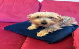 Yorkshire Terrier dogs for sale: Yorkshire Terrier Pups - Image 6