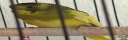 Budgerigars birds for sale: Budgies for sale - Advert 8