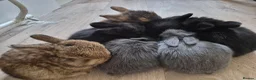 Mixed Breed rabbits for sale: Beautiful lop/lionhead kits!!! - Advert 9