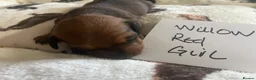 Dachshund dogs for sale: Dachshund-Miniature Smooth  - Advert 2