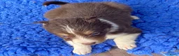 Border Collie dogs for sale: Fabulous Red Border Collie Puppies - Advert 15