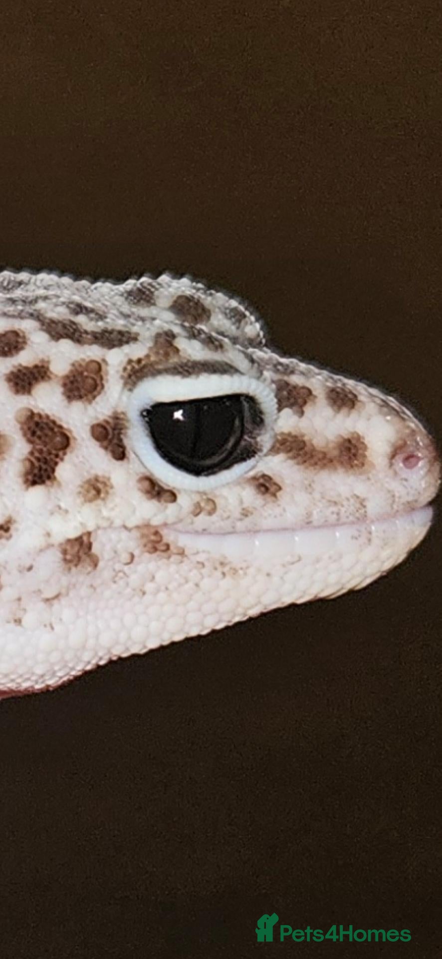 Leopard Gecko reptiles Mack Snow Eclipse Female Leopard Gecko  - Advert 2