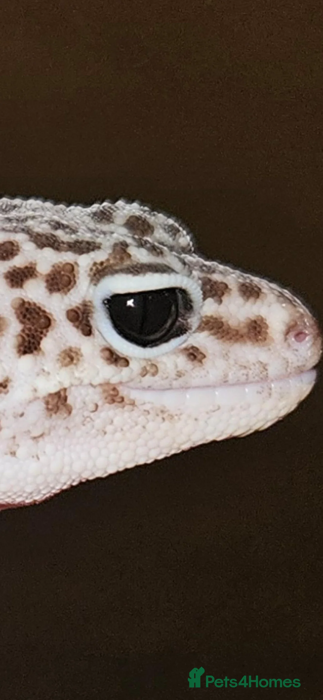 Leopard Gecko reptiles for sale: Mack Snow Eclipse Female Leopard Gecko  - Advert 2