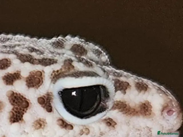 Leopard Gecko reptiles Mack Snow Eclipse Female Leopard Gecko - Advert 2