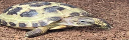 Tortoise reptiles for sale: £100 Horsefield Tortoise & Full Set up.  - Advert 3