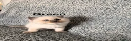Ragdoll cats for sale: Purebred Blue Point & Blue Mitted ragdolls - Advert 19