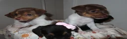 Jack Russell dogs for sale: 🐾 Traditional short legged Jack Russel puppy’s 🐾 - Advert 8