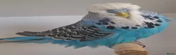 Budgerigars birds for sale: Exhibition budgies for sale  in Sudbury - Advert 11
