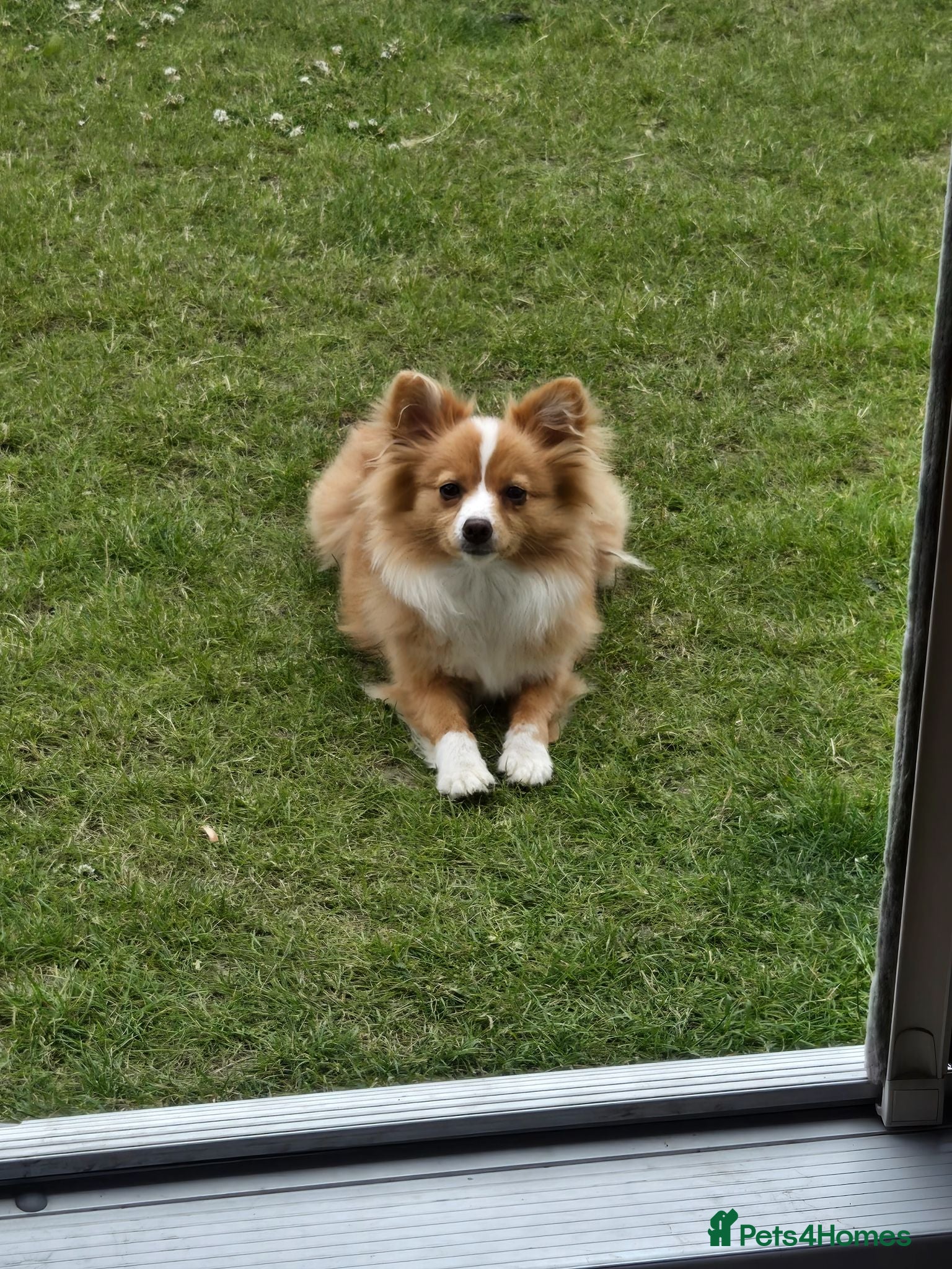 Pomeranian dogs Beautiful pomeranian girl 9 months old - Advert 1