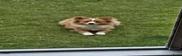 Pomeranian dogs for sale: Beautiful pomeranian girl 9 months old in Stockport - Advert 1