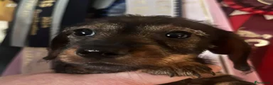 Miniature Wirehaired Dachshund 3