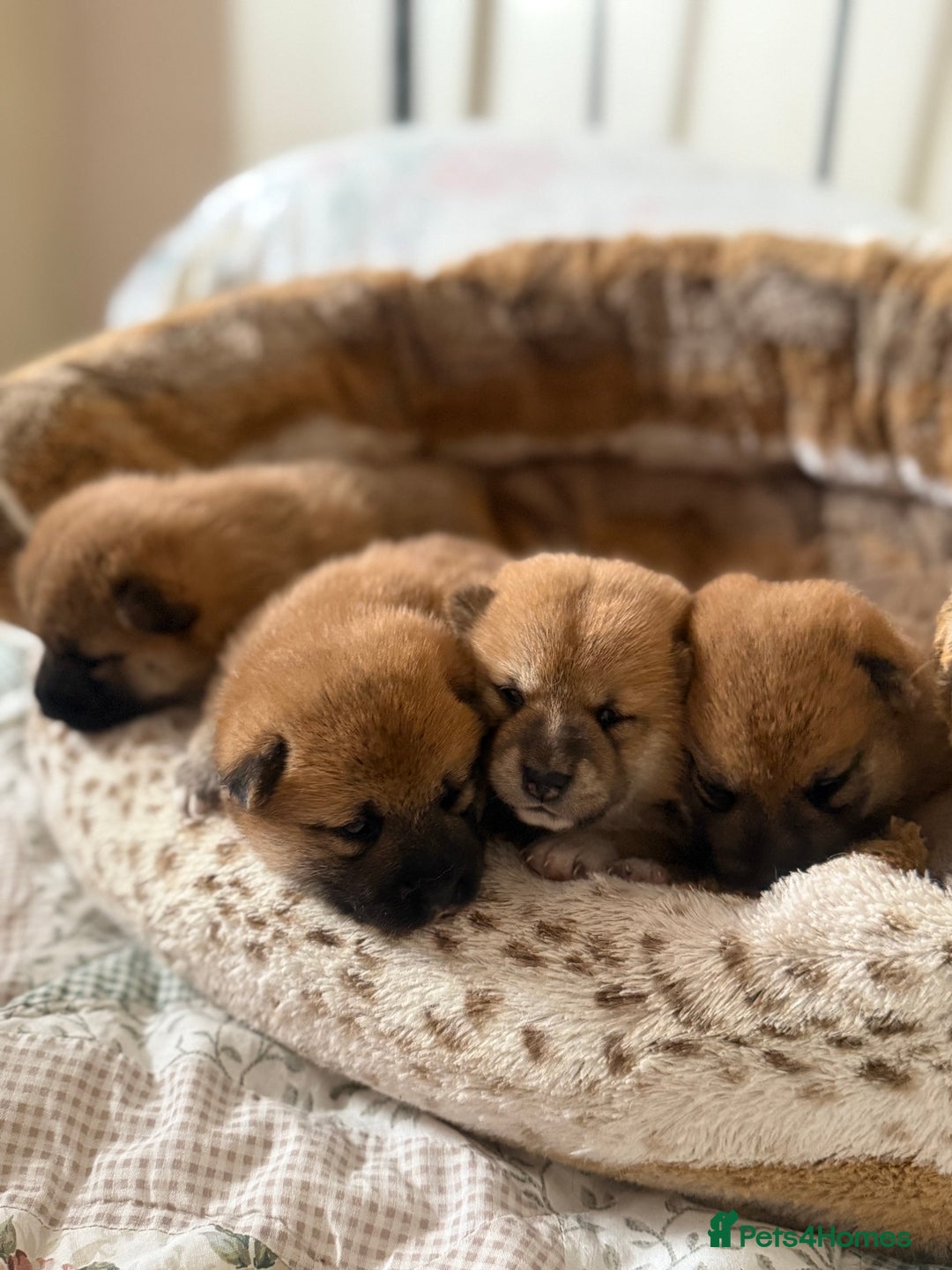 Japanese Shiba Inu dogs for sale: 🧡🦊 Beautiful K.C Shiba Inu Puppies Ready Soon - Image 5
