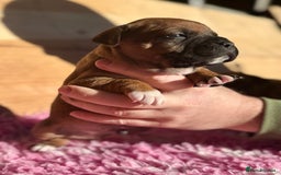 Staffordshire Bull Terrier dogs for sale: 7 Red Staffordshire Bull Terrier pups  - Advert 12