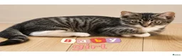 Ragdoll cats for sale: Ragdoll & Ragdoll cross kittens - Advert 5