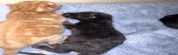 Mixed Breed cats for sale: 6 lovely kittens  - Advert 8