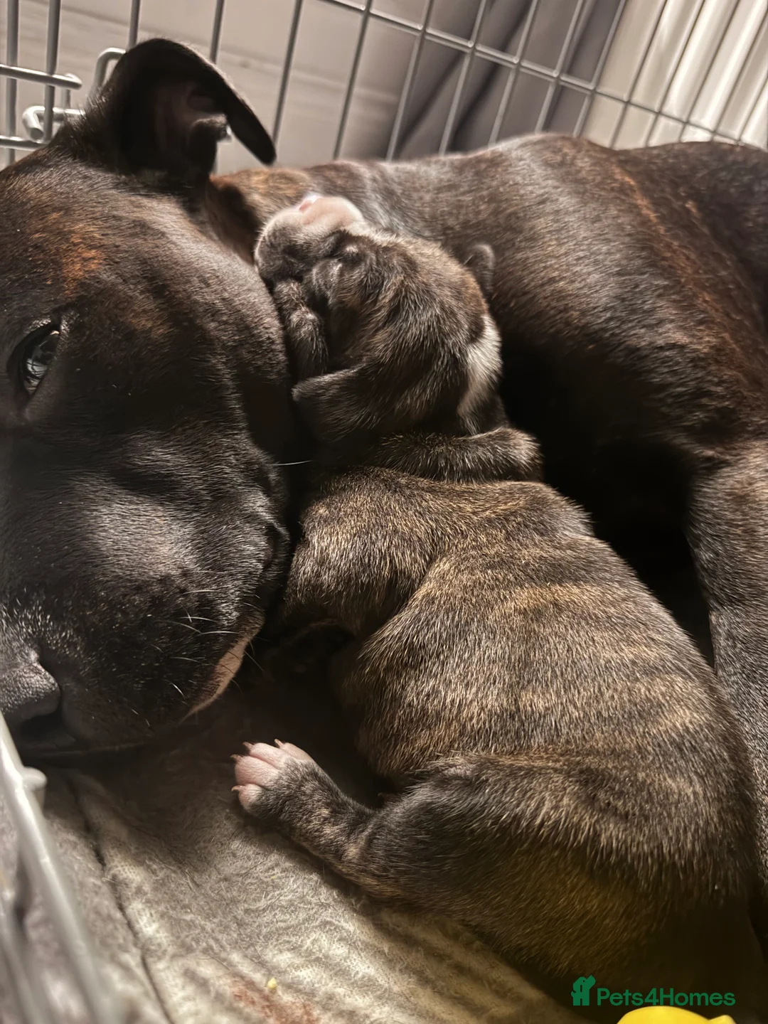 Staffordshire Bull Terrier dogs for sale: Staffordshire bull terrier 3 males  - Advert 10