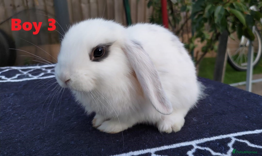 Mini Lop rabbits for sale: Gorgeous Mini lop babies looking for new homes - Image 17