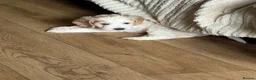 Cockapoo dogs for sale: Litter of 5 beautiful F1 cockapoos  - Advert 9