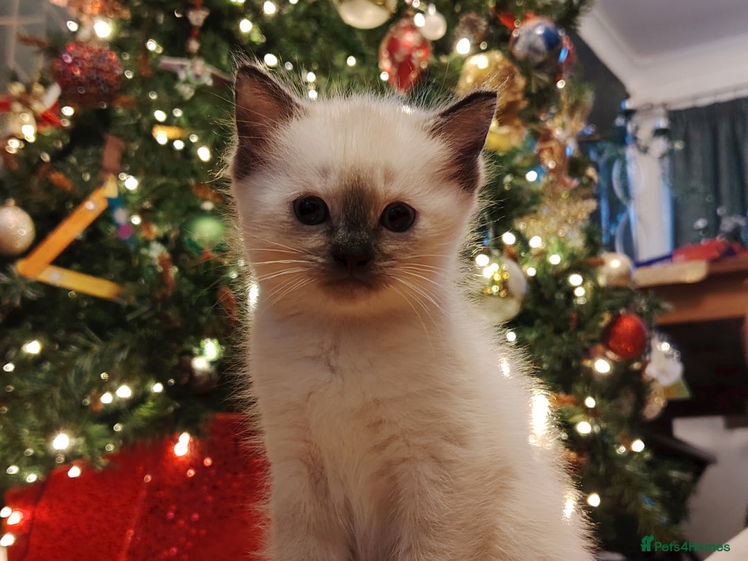 Tonkinese cats for sale: Gorgeous Tonkdoll kittens  - Advert 1